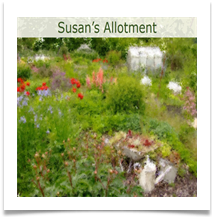CS Allotment 6 (S) - Carol Sparkes